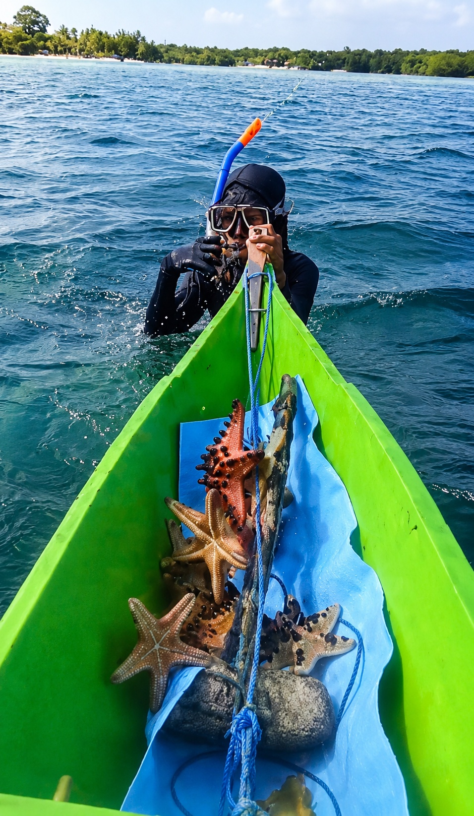 Natural starfish collection at sea