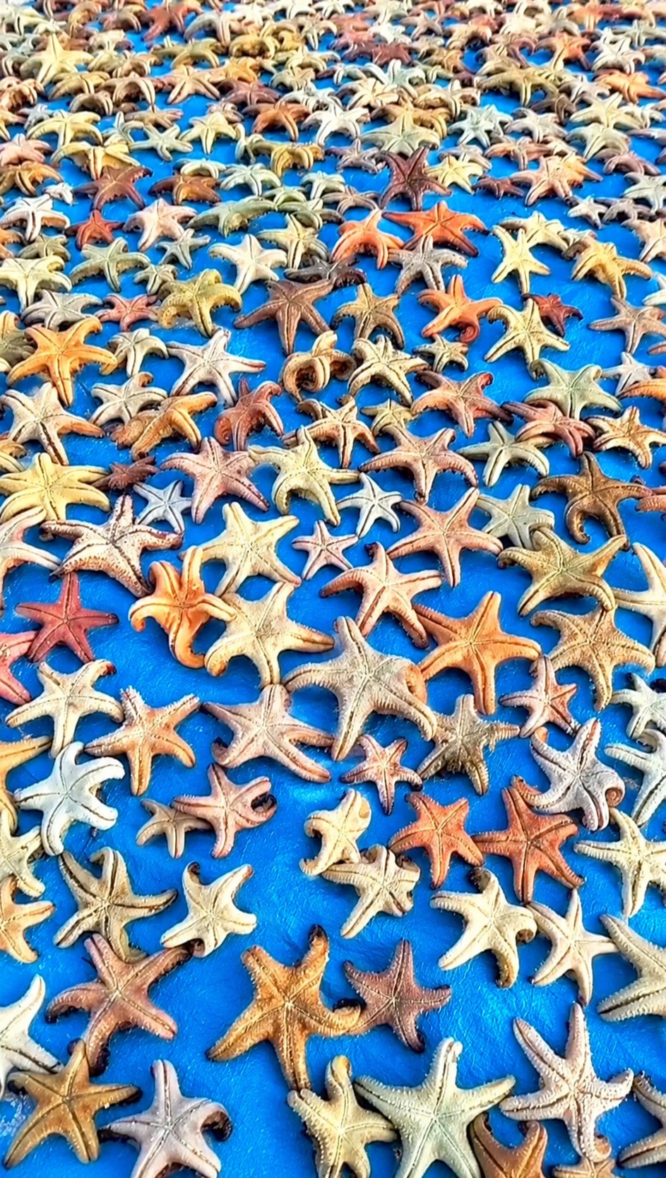 Drying process for natural starfish